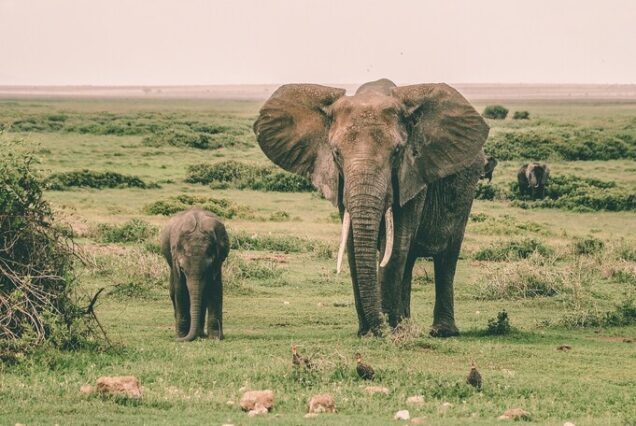 5-Day Amboseli, Tsavo West & Tsavo East Safari